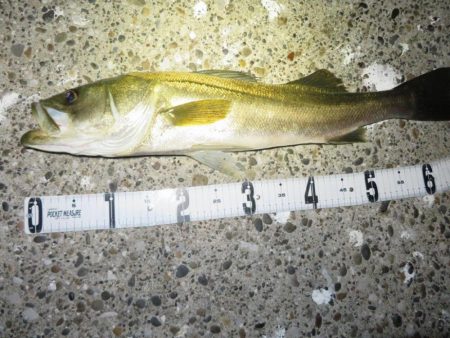 人生最大サイズのシーバスゲット！