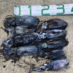 2020 佐渡ヶ島エギング 11回目