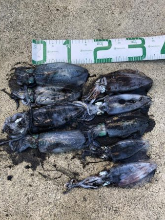 2020 佐渡ヶ島エギング 11回目