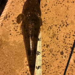 ナイトフィッシング! アジング&アジ泳がせ