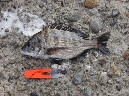 久々のエビ撒き釣り