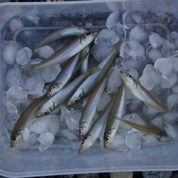 初秋の投げ釣り ピンギスばかり