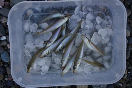 初秋の投げ釣り ピンギスばかり