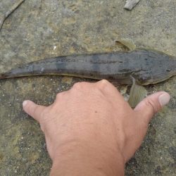 久しぶりに長良川河口調査