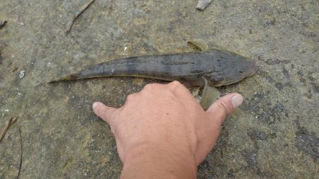 久しぶりに長良川河口調査