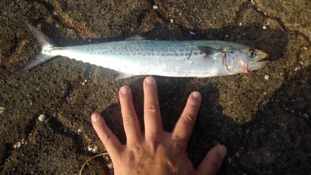 懲りずにリベンジ(^_^;)