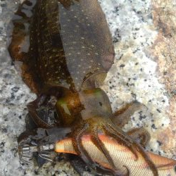 久しぶりのホーム調査～