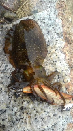 久しぶりのホーム調査～