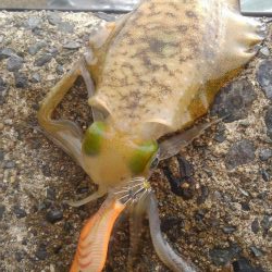 朝まずめ短時間調査