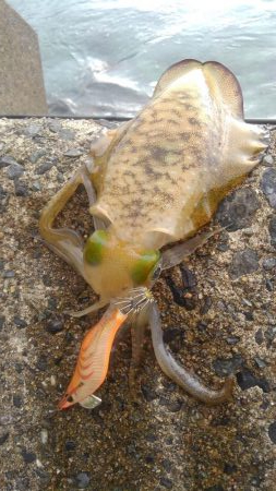 朝まずめ短時間調査