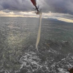 朝まずめ2時間勝負？