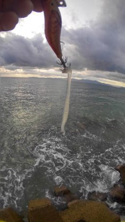 朝まずめ2時間勝負？