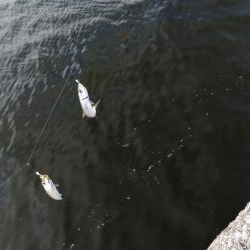 ショアジギ連敗