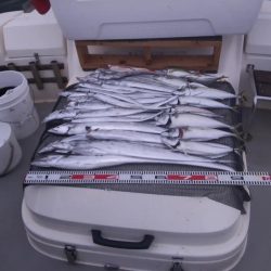 遊漁船SOUTH9/6釣果