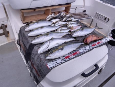 遊漁船SOUTH9/16釣果