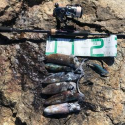 2020 佐渡ヶ島エギング 4回目