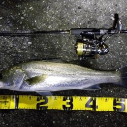 増水後のシーバス狙い