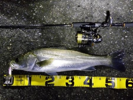 増水後のシーバス狙い