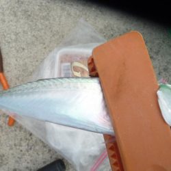 やっぱり人が多い人工島