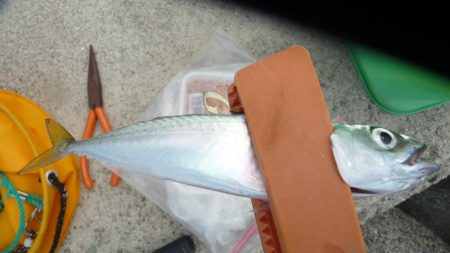 やっぱり人が多い人工島