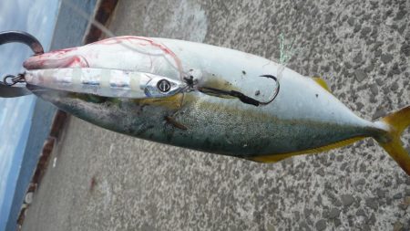 SJなのに釣果はLSJ以下