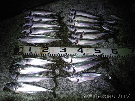 中サバの数釣り