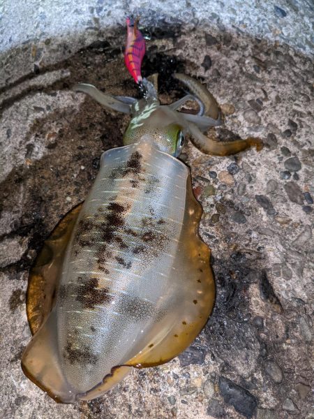 型が良くなってきた