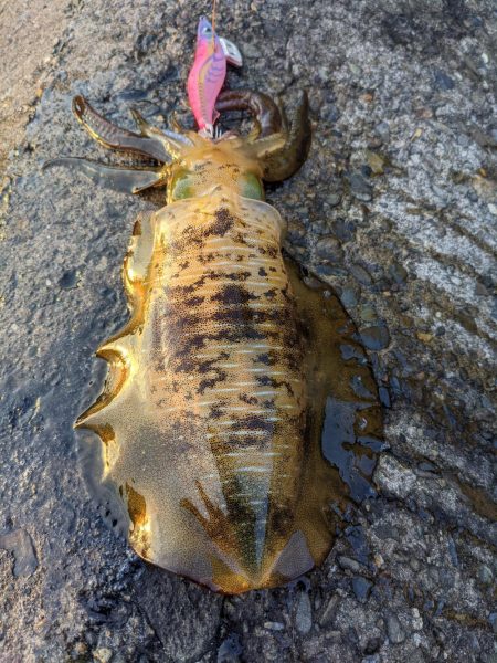 今季アオリ更新