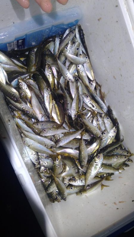 豆アジばっかり〜