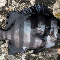 初めてのちょい投げ！ベラや石鯛が釣れた！