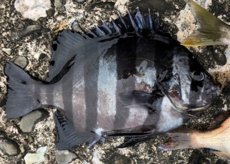 初めてのちょい投げ！ベラや石鯛が釣れた！