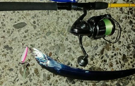 タチウオの数釣りが楽しめました