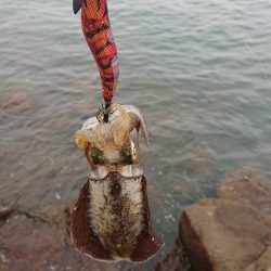 期待を裏切らないアオリイカちゃん!