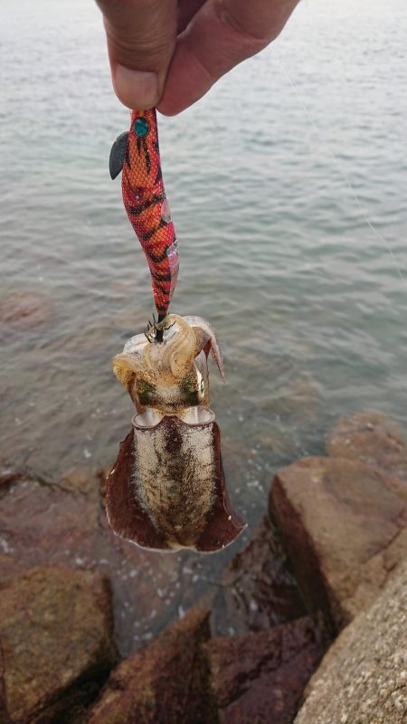 期待を裏切らないアオリイカちゃん!