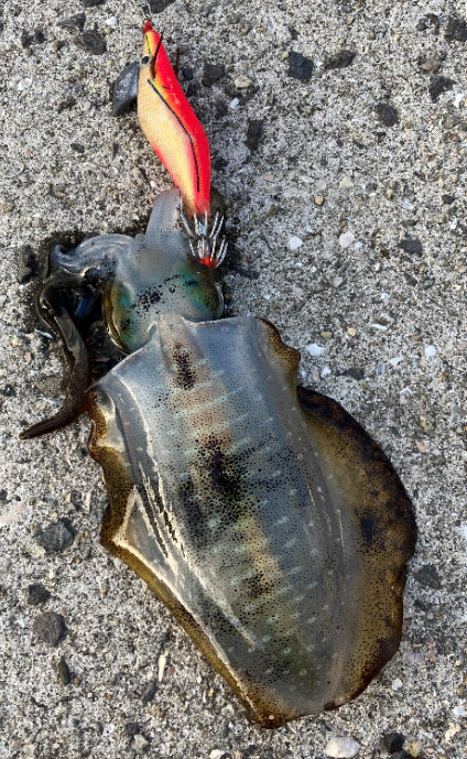 エギング初心者