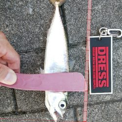 南港タチウオ調査開始