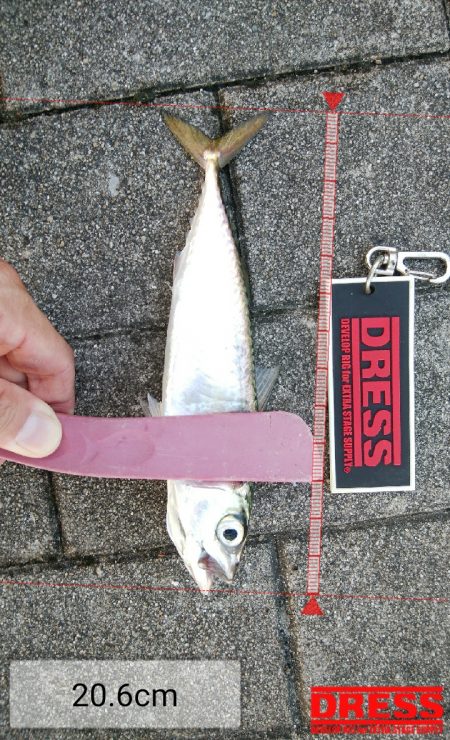 南港タチウオ調査開始