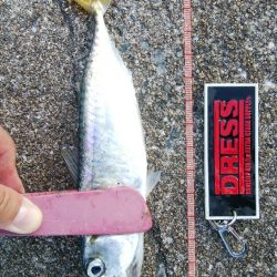 タチウオ調査後さばさばさばさば