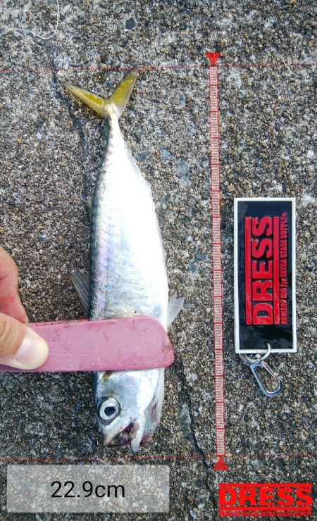 タチウオ調査後さばさばさばさば