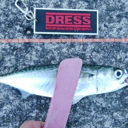 タチウオ調査は続く