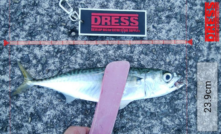 タチウオ調査は続く