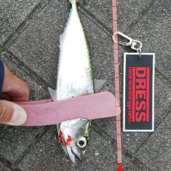 久々のショアジギング