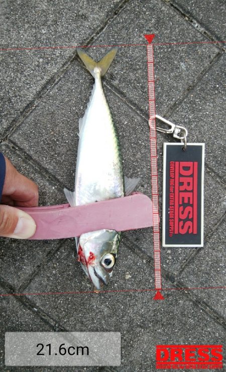 久々のショアジギング