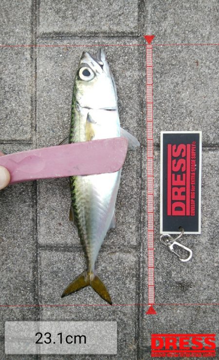 南港ショアジギング二日目