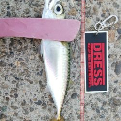 中アジ完全に抜けた！？