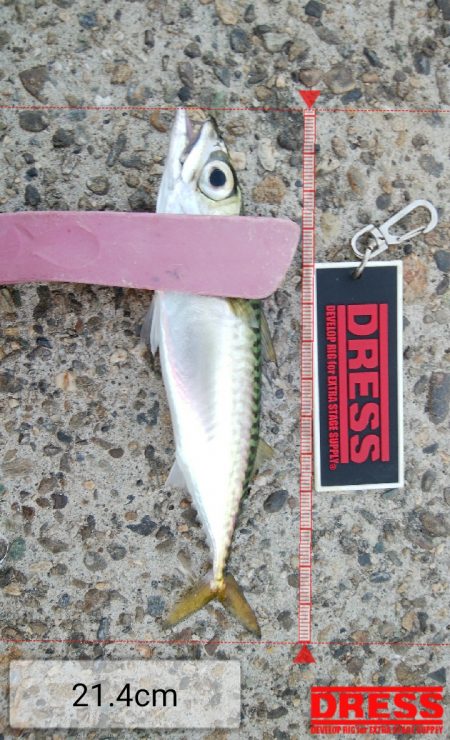 中アジ完全に抜けた！？