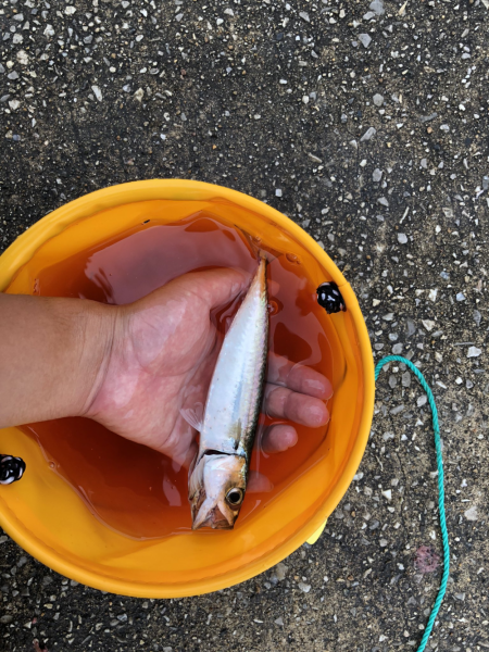 サビキと投げ釣りでアナゴ