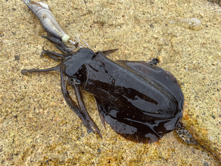 瀬戸内の島アオリイカエギング（2020-1…