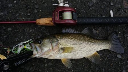 久しぶりのブラックバス釣行