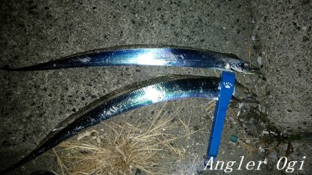 垂水でタチウオ！時合いは入れ食いに！